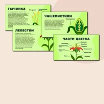 Презентация по биологии на тему:«Строение цветка»