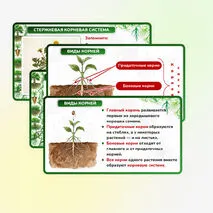 Презентация 