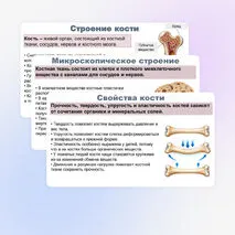 Презентация по биологии (9 класс) 
