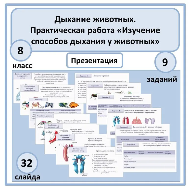 Презентация по биологии «Дыхание животных. Практическая работа «Изучение способов дыхания у животных» 8 класс