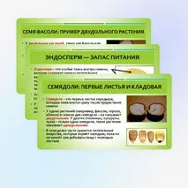 Презентация «Строение семян»