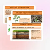 Презентация «Дыхание корня» 6 класс