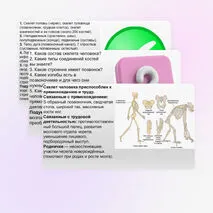 Презентация Скелет человека, строение его отделов и функции