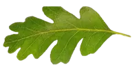 Picture background