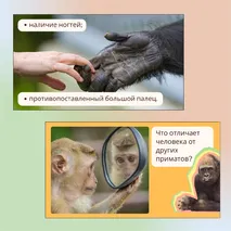 «Человек как часть природы», 9 класс