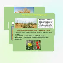 Характеристика природных зон: степи и полупустыни. Связь природных зон.