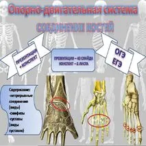 Комплект материалов по теме «Соединение костей. ОДС человека» (презентация+конспект) Биология 9 класс (углубленный уровень)
