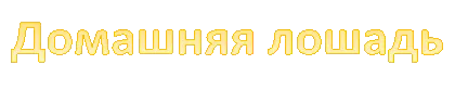 Домашняя лошадь
