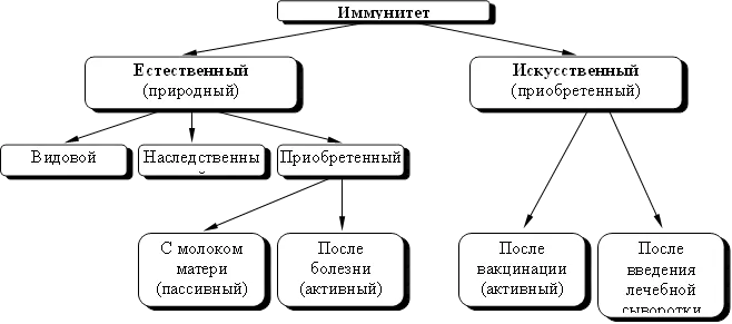 Иммунитет,Естественный
(природный)
,Искусственный 
(приобретенный)

,Видовой,Наследственный,Приобретенный,После 
болезни 
(активный)
,С молоком 
матери
(пассивный)
,После 
вакцинации 
(активный)
,После введения лечебной 
сыворотки
(пассивный)
