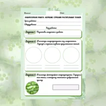 Лабораторная работа «Изучение строения растительных тканей»