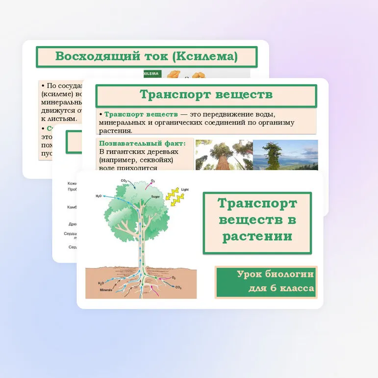 Презентация «Транспорт веществ в растении» 6 класс