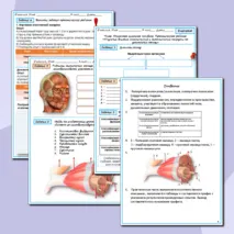 Мышечная система человека. Практическая работа «Изучение влияния статической и динамической нагрузки на утомление мышц». Биология 9 класс.