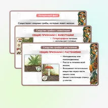 Презентация 