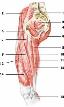 http://anatomy_atlas.academic.ru/pictures/anatomy_atlas/ab/part2_foto/m43.jpg