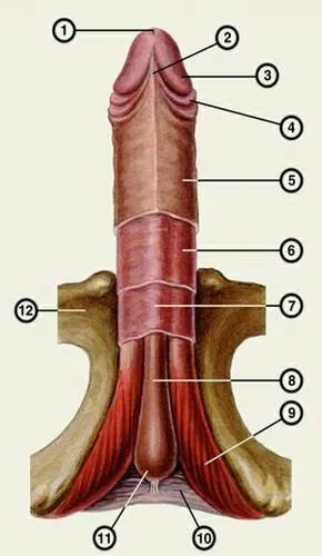 https://www.ok-t.ru/studopediaru/baza15/4506530045844.files/image004.png