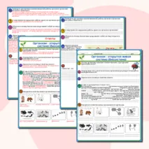 Рабочий лист Организм – открытая живая система (биосистема)