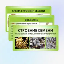 Презентация «Строение семян»