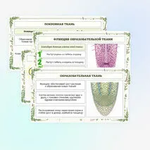 Презентация по биологии «Растительные ткани, их функции»