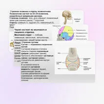 Презентация Скелет человека, строение его отделов и функции
