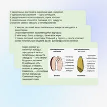 Презентация «Строение семян»