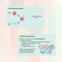 «Размножение и развитие животных», 8 класс