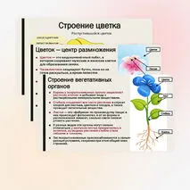 Презентация «Особенности строения и жизнедеятельности покрытосеменных растений»
