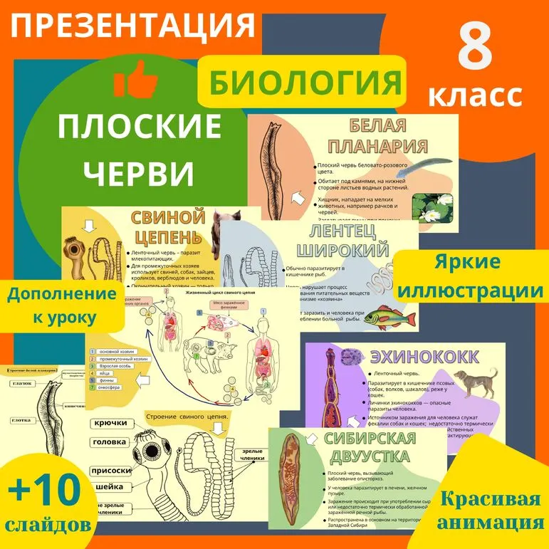 Презентация по биологии на тему: 