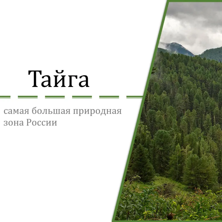 Презентация 