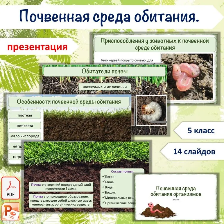 Презентация «Почвенная среда обитания организмов», 5 класс