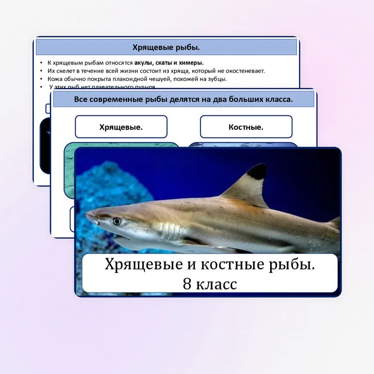 Хрящевые и костные рыбы.