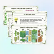 Презентация по биологии «Растительные ткани, их функции»