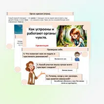 Презентация «Как устроены и работают органы чувств».