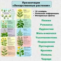 Презентация «Лекарственные растения»