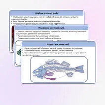 Хрящевые и костные рыбы.
