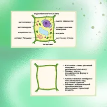 «Строение растительной клетки», 6 класс