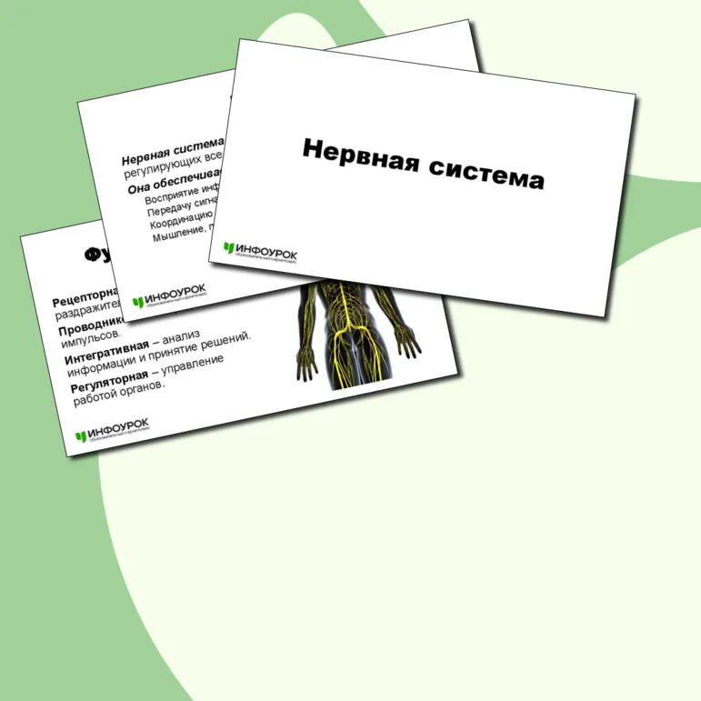 Презентация на тему «Нервная система человека»