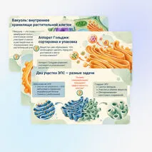 Презентация 