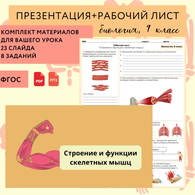 «Строение и функции скелетных мышц», 9 класс