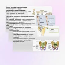Презентация Скелет человека, строение его отделов и функции