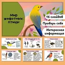 Презентация «Мир животных: птицы. Особенности внешнего вида, передвижения, питания: узнавание, называние, описание»