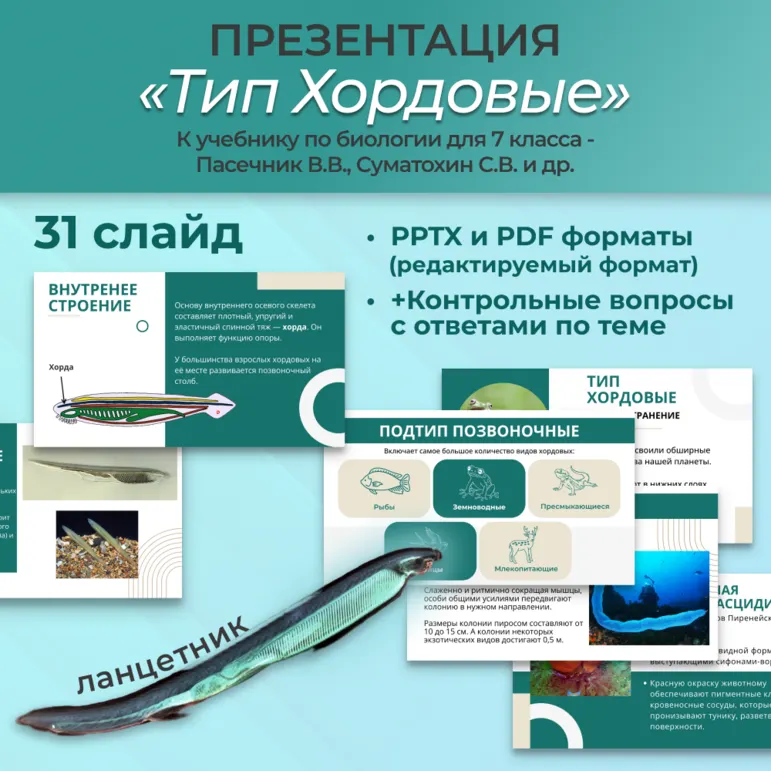 Презентация «Тип Хордовые» к учебнику по биологии для 7 класса- Пасечник В.В., Суматохин С.В. и др.