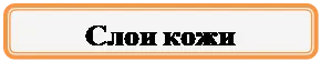 Прямоугольник: скругленные углы: Слои кожи