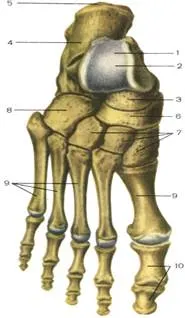 Кости стопы, правой; тыльная поверхность. 1 — таранная кость (talus); 2 — блок таранной кости (trochlea tali); 3 — головка таранной кости (caput tali); 4 — пяточная кость (calcaneus); 5 — бугор пяточной кости (tuber calcanei); 6 — ладьевидная кость (os naviculare); 7 — клиновидные кости (ossa cuneiformia); 8 — кубовидная кость (os cuboideum); 9 — плюсна (metatarsus); 10 — кости пальцев стопы (ossa digitorum pedis) [1989 Липченко В Я Самусев Р П - Атлас нормальной анатомии человека]
