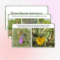 Презентация «Разнообразие природных сообществ», 5 класс