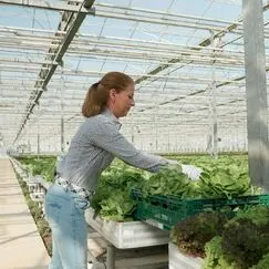 Агрономия: основные направления отрасли по производству продукции растениеводства