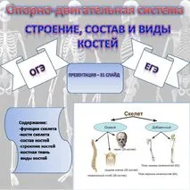 Комплект материалов «Строение, состав и виды костей» (презентация + конспект)