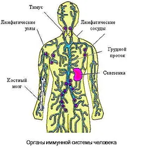 http://www.lormed.ru/images/stories/imynnaya_sistema.jpg