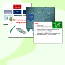 Презентация по биологии.Жгутиконосцы и инфузории.