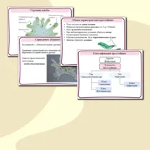 Презентация по биологии на тему 
