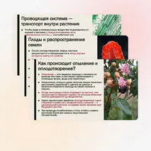 Презентация «Особенности строения и жизнедеятельности покрытосеменных растений»
